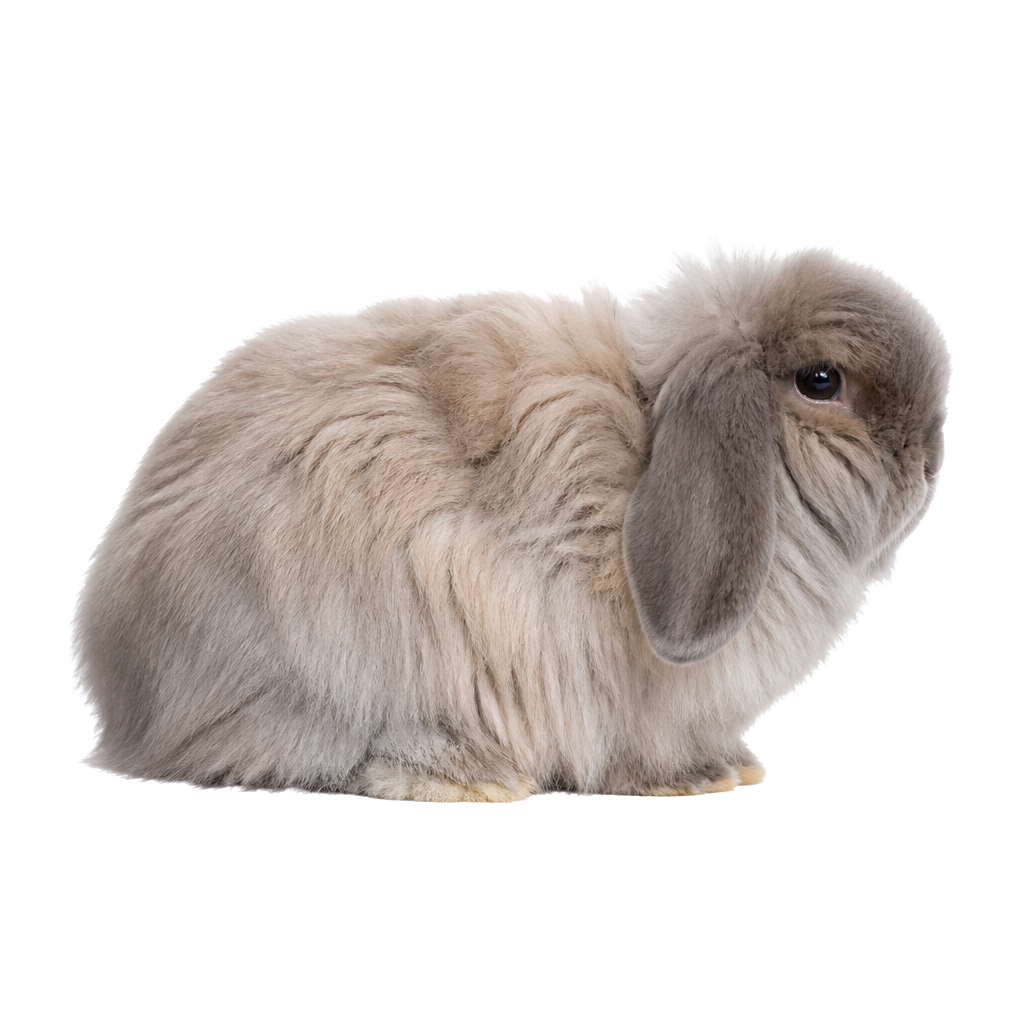 American Fuzzy Lop de perfil, raza de conejo — fotografía de estudio