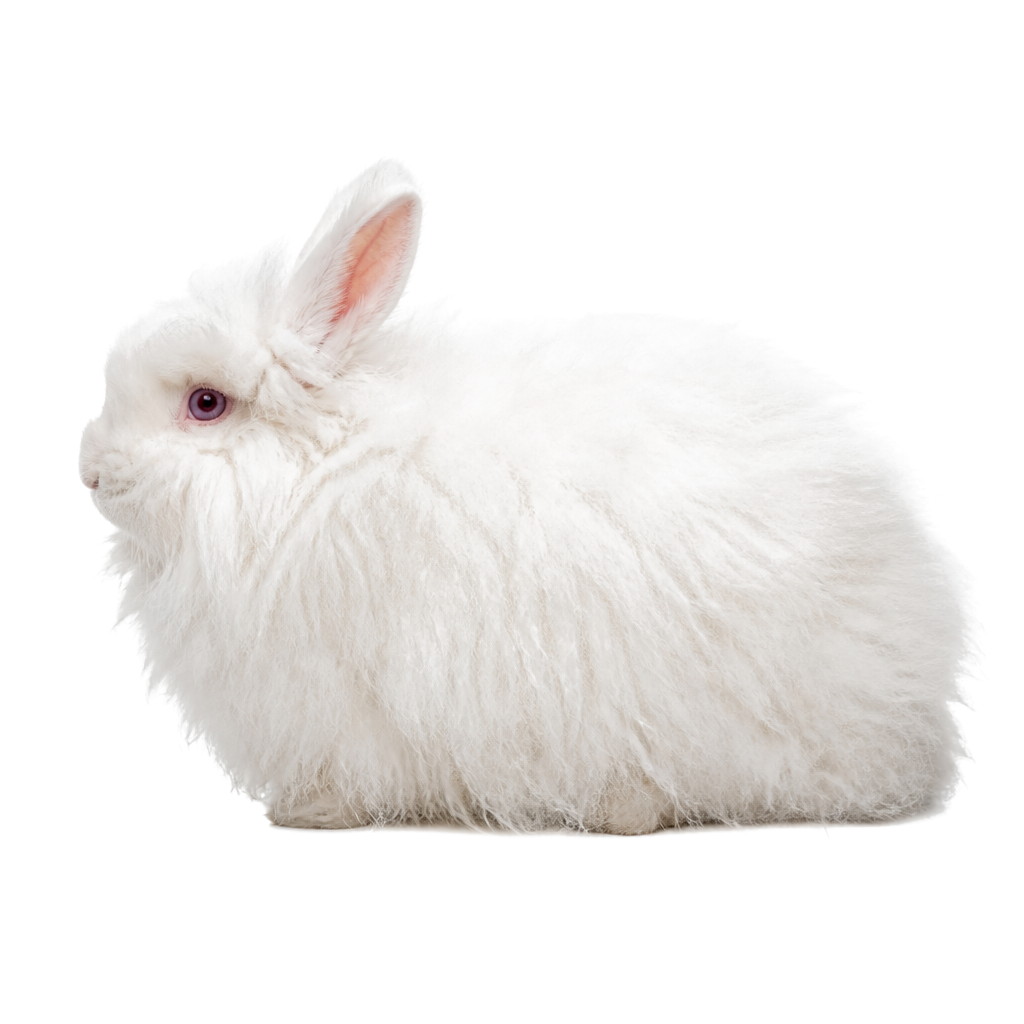 Angora Inglés Angora Inglés