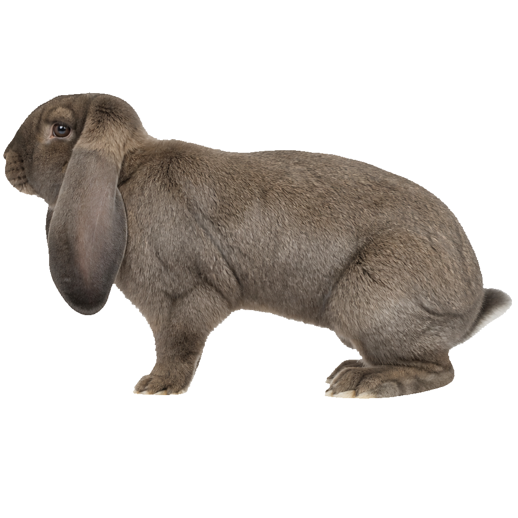 Belier Alemán (German Lop)