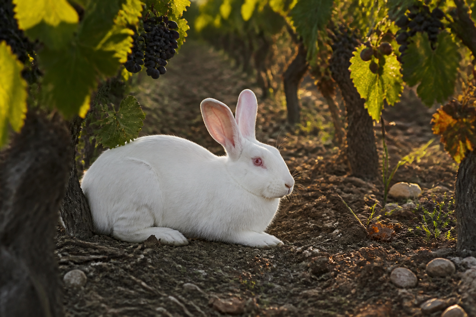 Blanc de Bouscat — imagen completa de la raza (Conejos)
