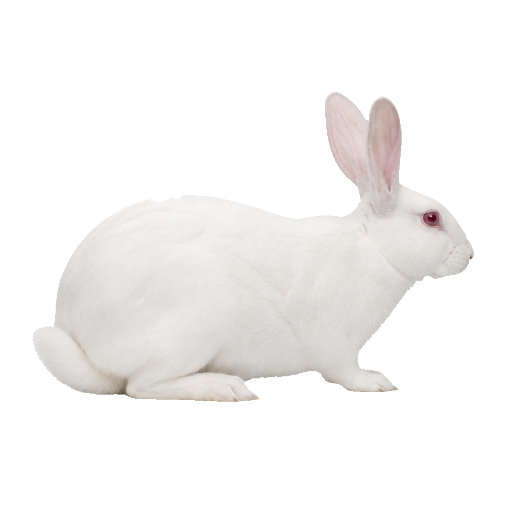 Blanc de Bouscat