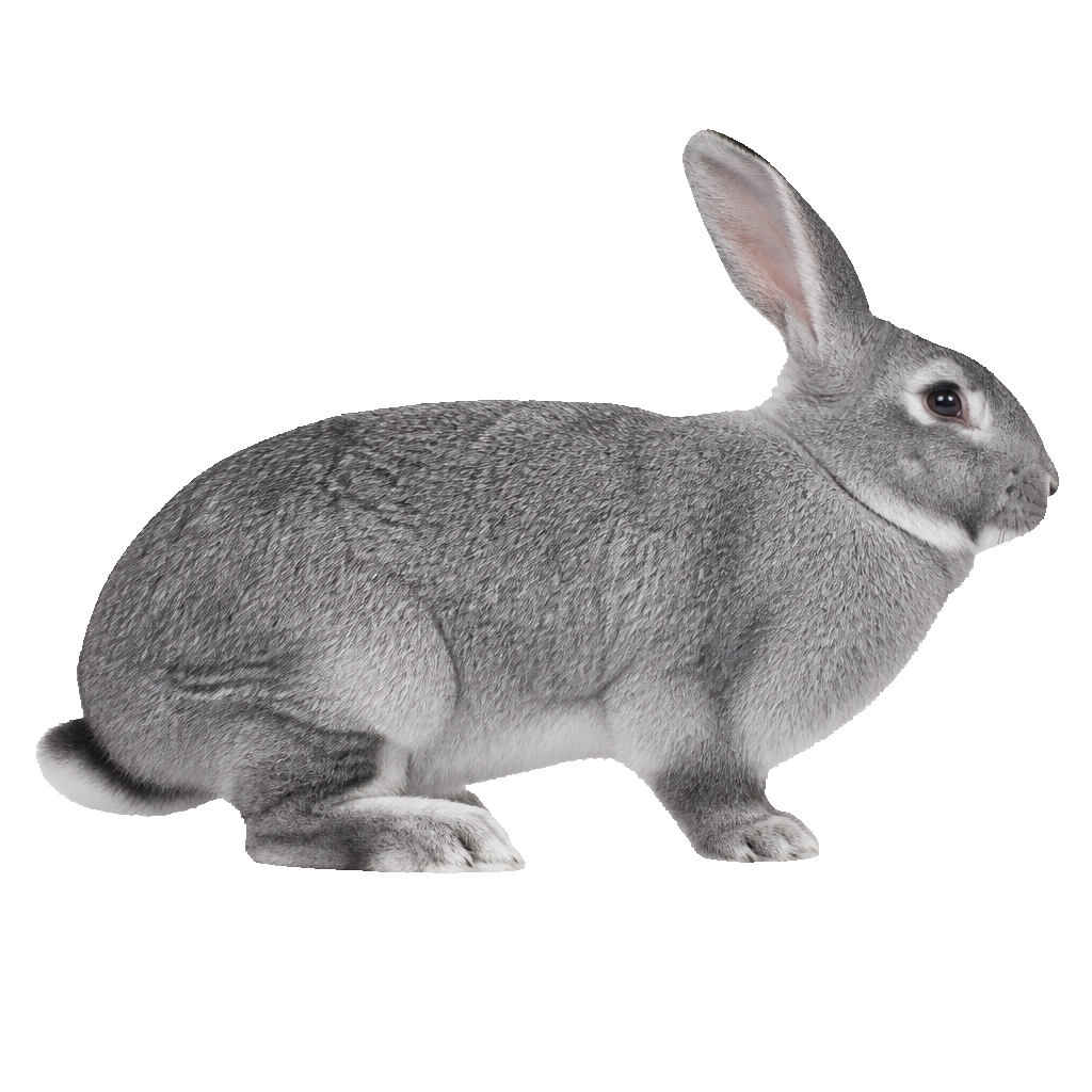 Chinchilla Americano