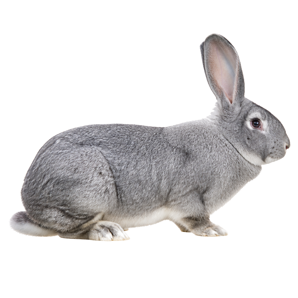 Chinchilla Gigante de perfil, raza de conejo — fotografía de estudio