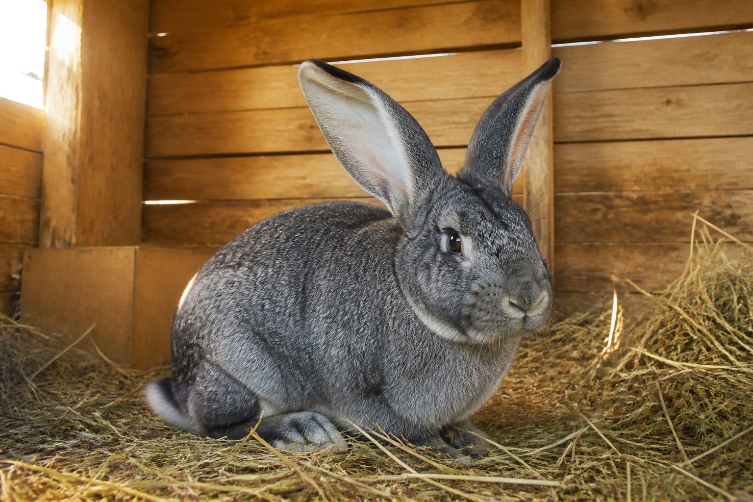 Chinchilla Gigante — imagen completa de la raza (Conejos)