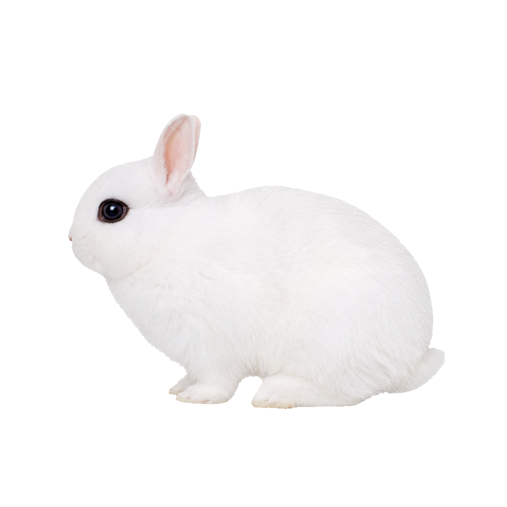 Hotot Enano (Dwarf Hotot)