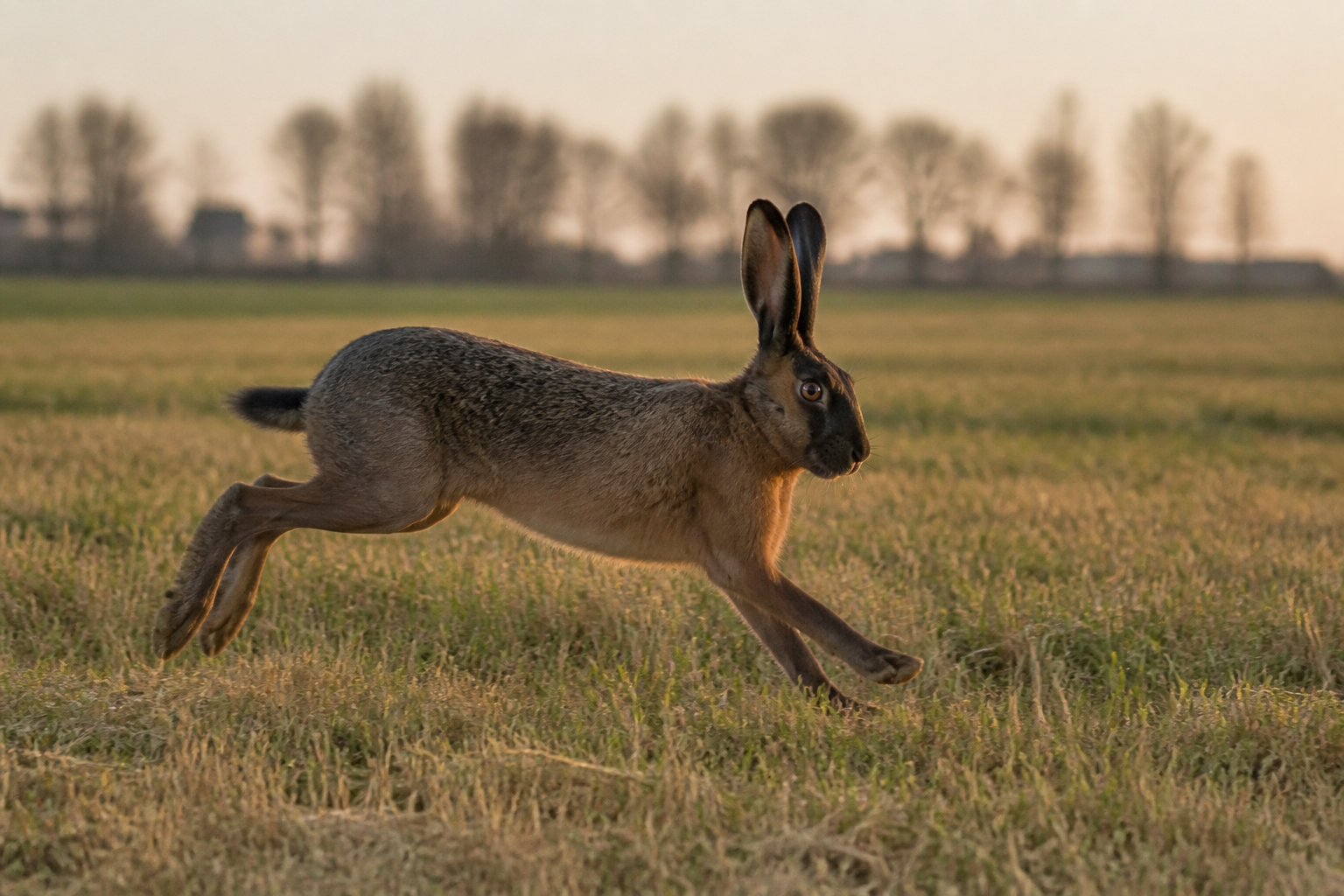 Liebre Belga (Belgian Hare) — imagen completa de la raza (Conejos)