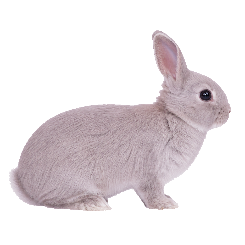 Lila (Lilac)