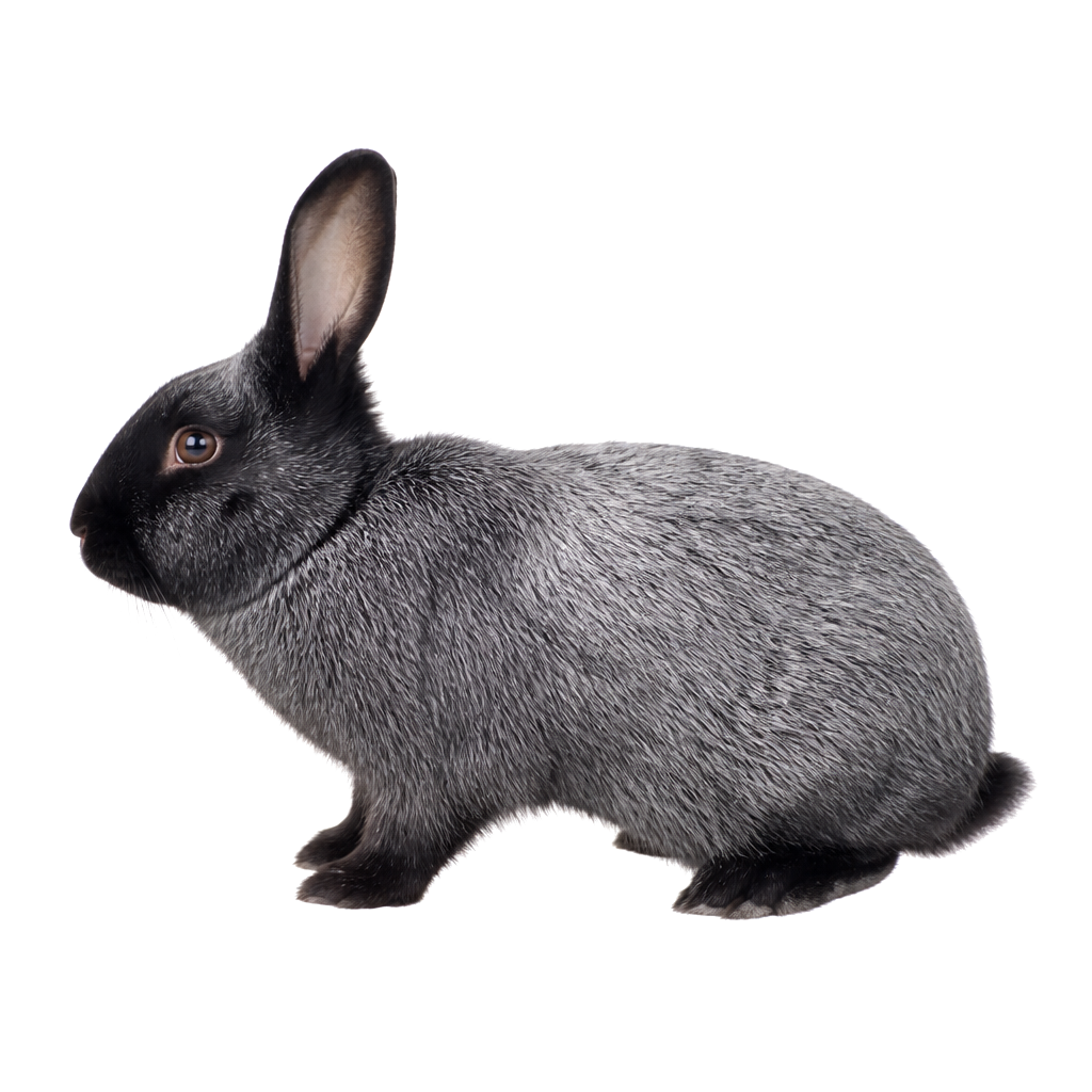 Zorro Plateado (Silver Fox) Zorro Plateado (Silver Fox)
