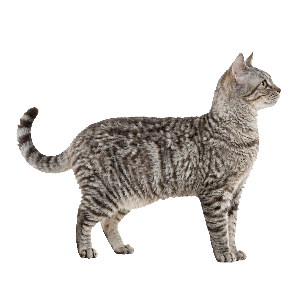 American Wirehair American Wirehair