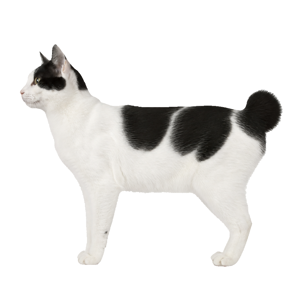 Bobtail Japonés (Japanese Bobtail) Bobtail Japonés (Japanese Bobtail)