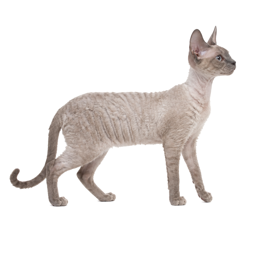 Devon Rex de perfil, raza de gato — fotografía de estudio