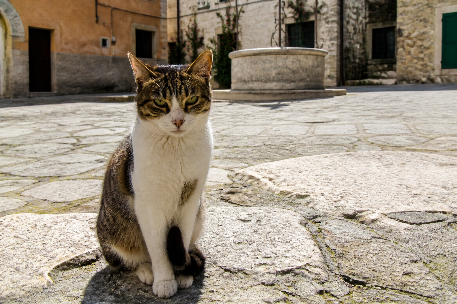 Europeo de Pelo Corto — imagen completa de la raza (Gatos)