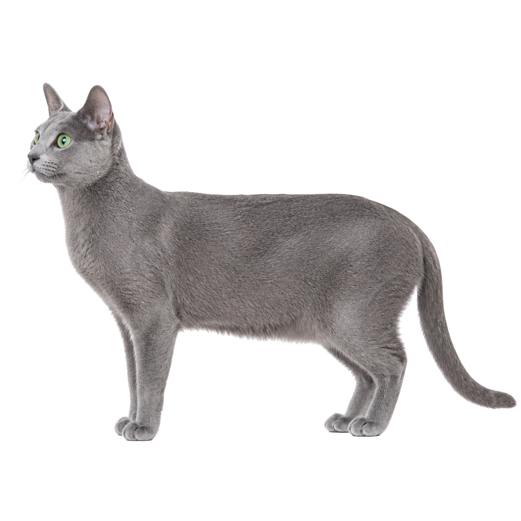 Korat de perfil, raza de gato — fotografía de estudio