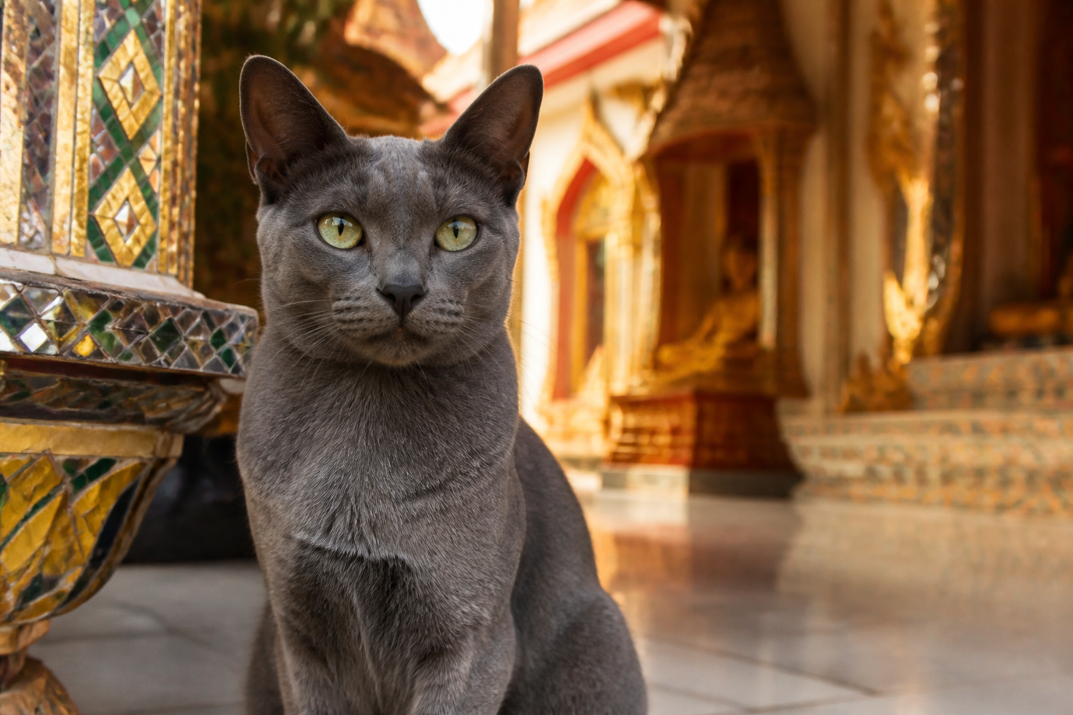 Korat — imagen completa de la raza (Gatos)