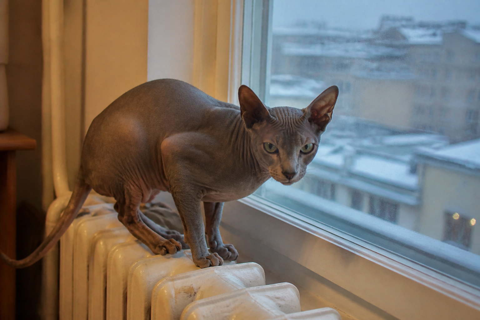 Peterbald — imagen completa de la raza (Gatos)