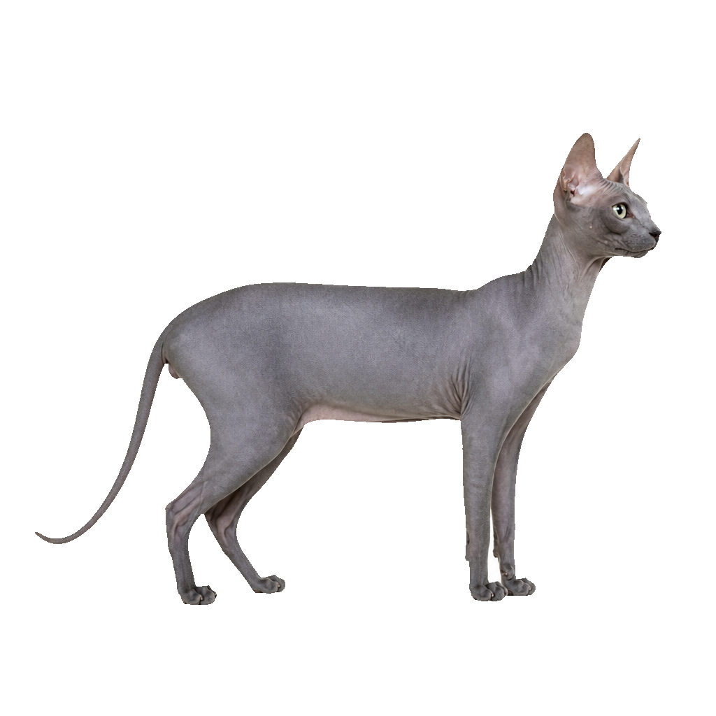 Peterbald Peterbald