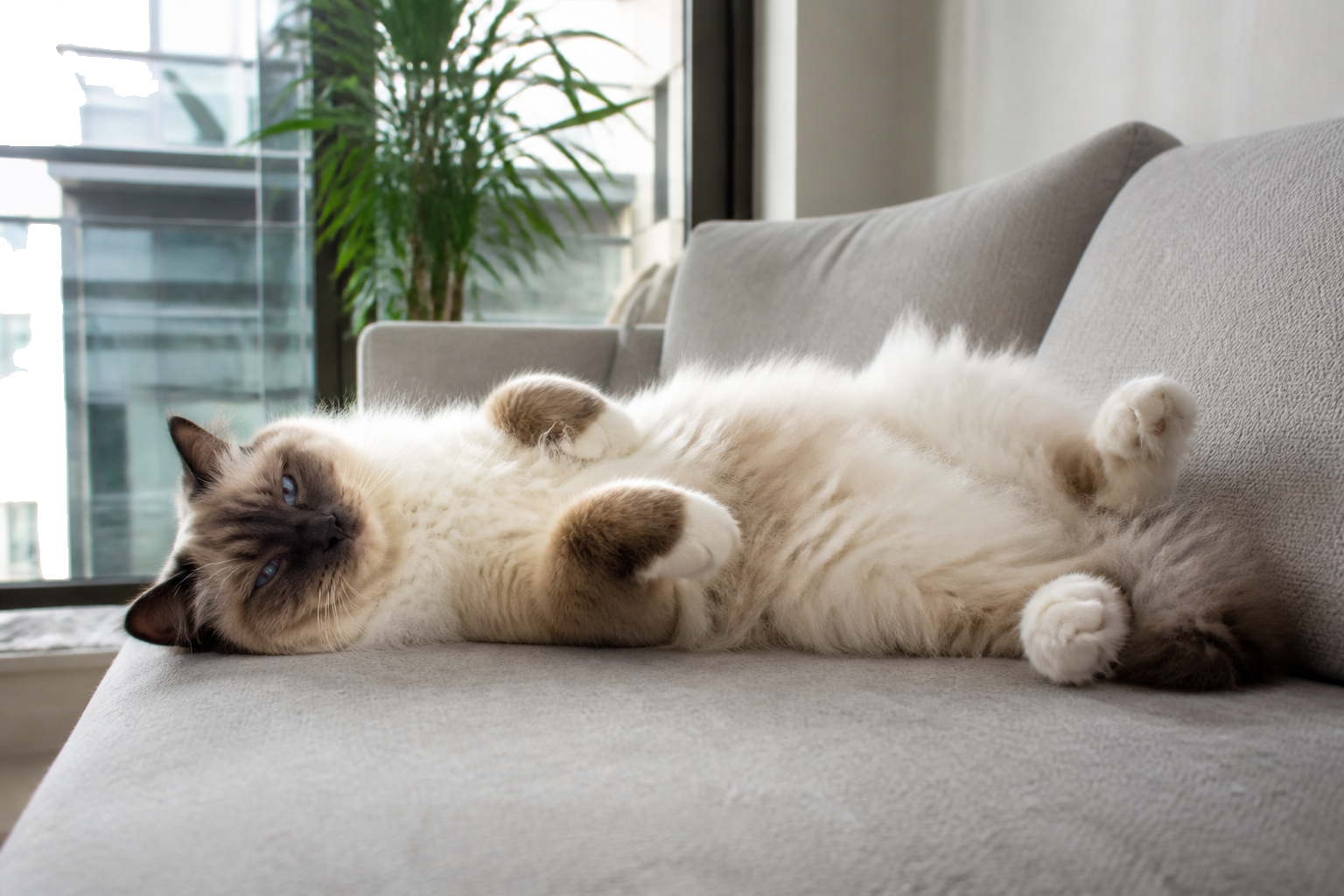 Ragdoll — imagen completa de la raza (Gatos)