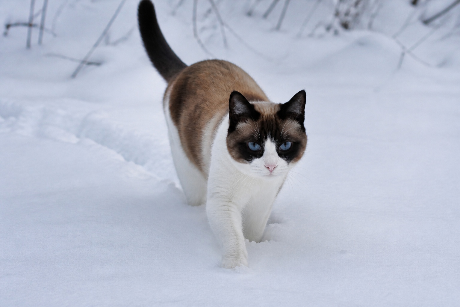 Snowshoe — imagen completa de la raza (Gatos)
