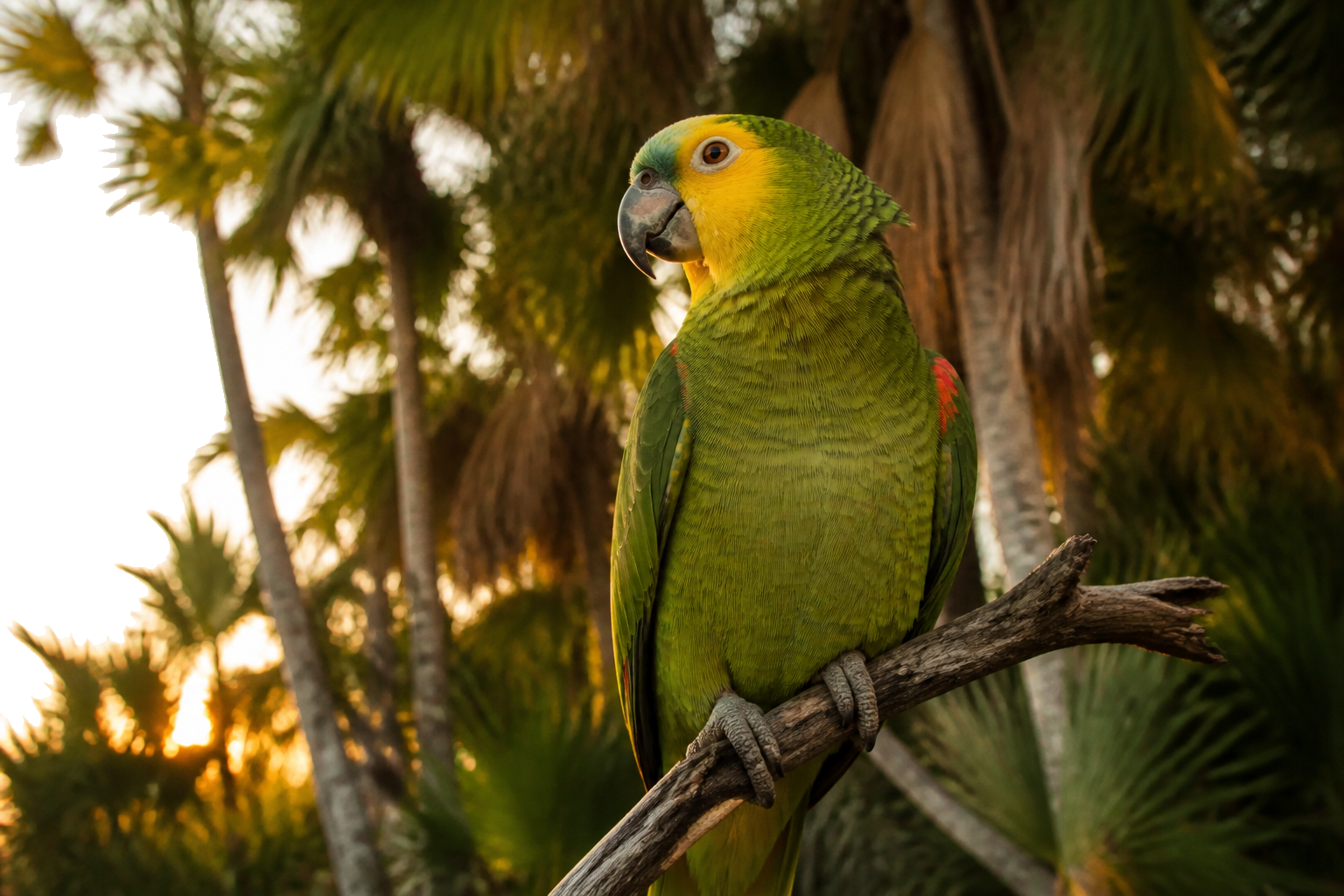 Amazona Cubana — imagen completa de la raza (Pájaros)