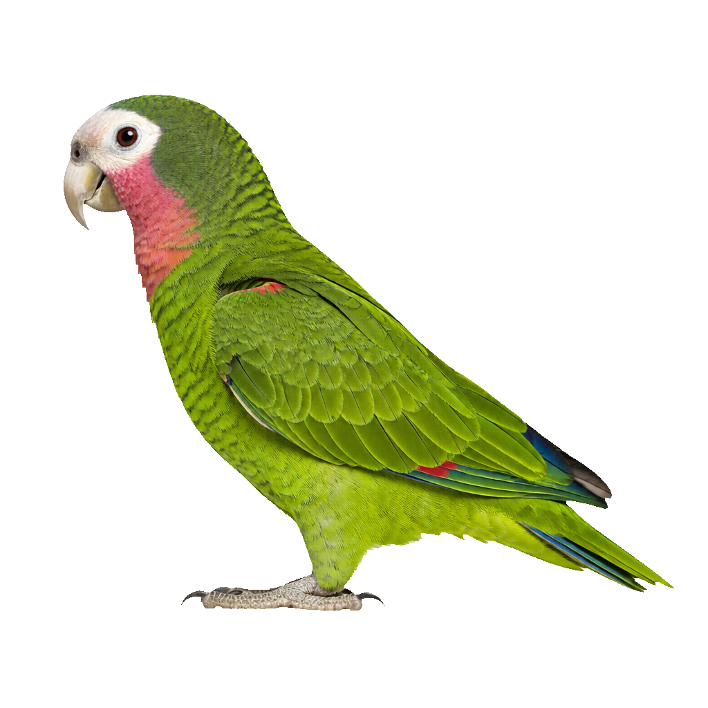 Amazona Cubana Amazona Cubana
