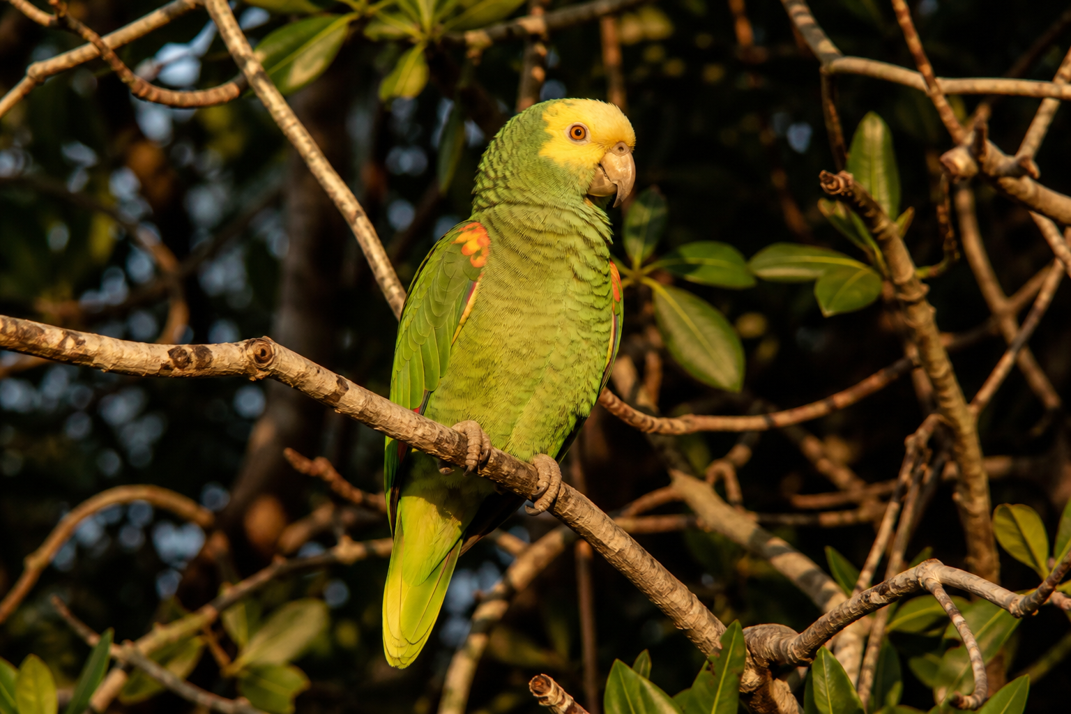 Amazona de Cabeza Amarilla — imagen completa de la raza (Pájaros)
