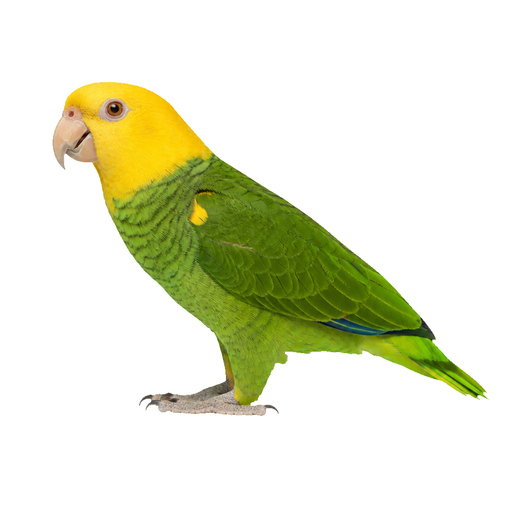 Amazona de Cabeza Amarilla Amazona de Cabeza Amarilla