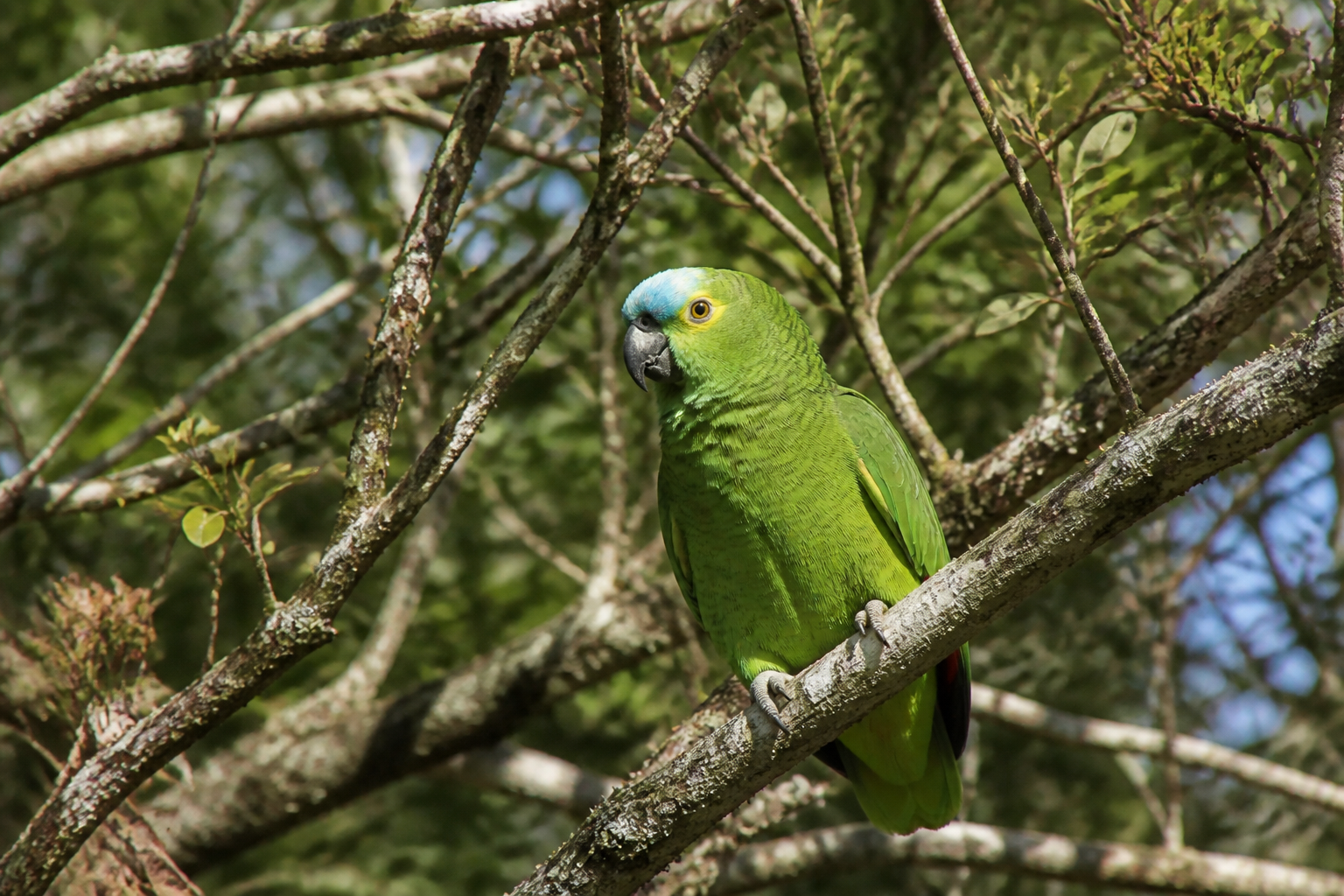 Amazona Frentiazul — imagen completa de la raza (Pájaros)