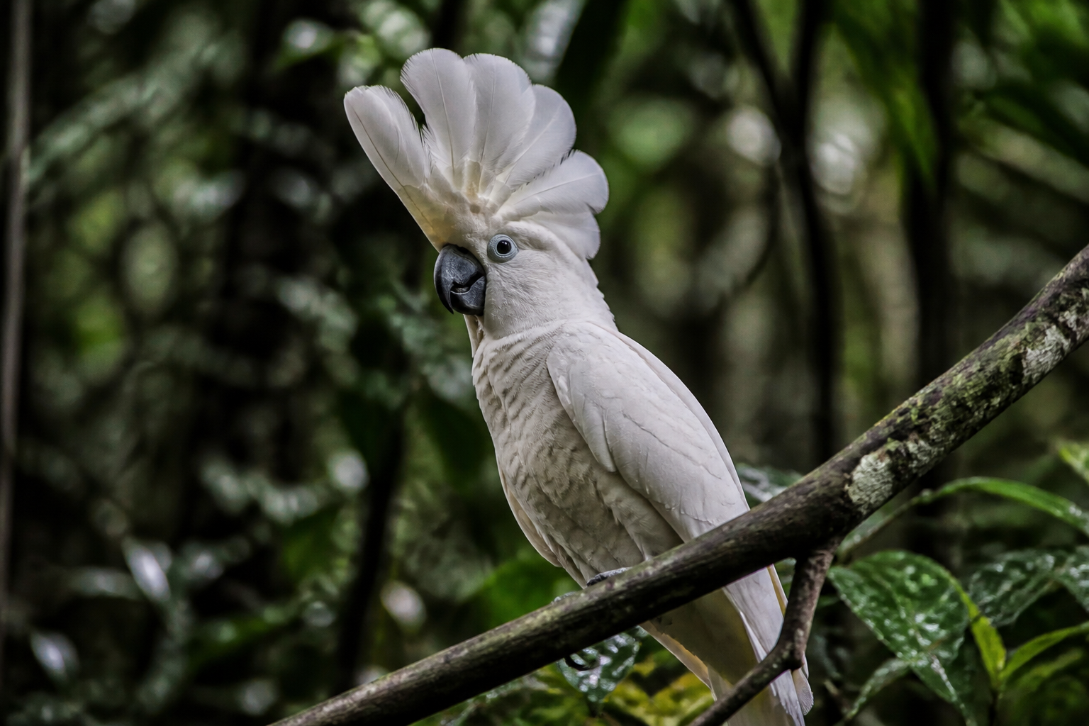 Cacatúa Blanca (Umbrella) — imagen completa de la raza (Pájaros)