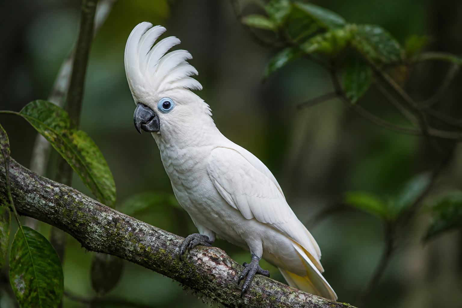 Cacatúa de Ducorps — imagen completa de la raza (Pájaros)