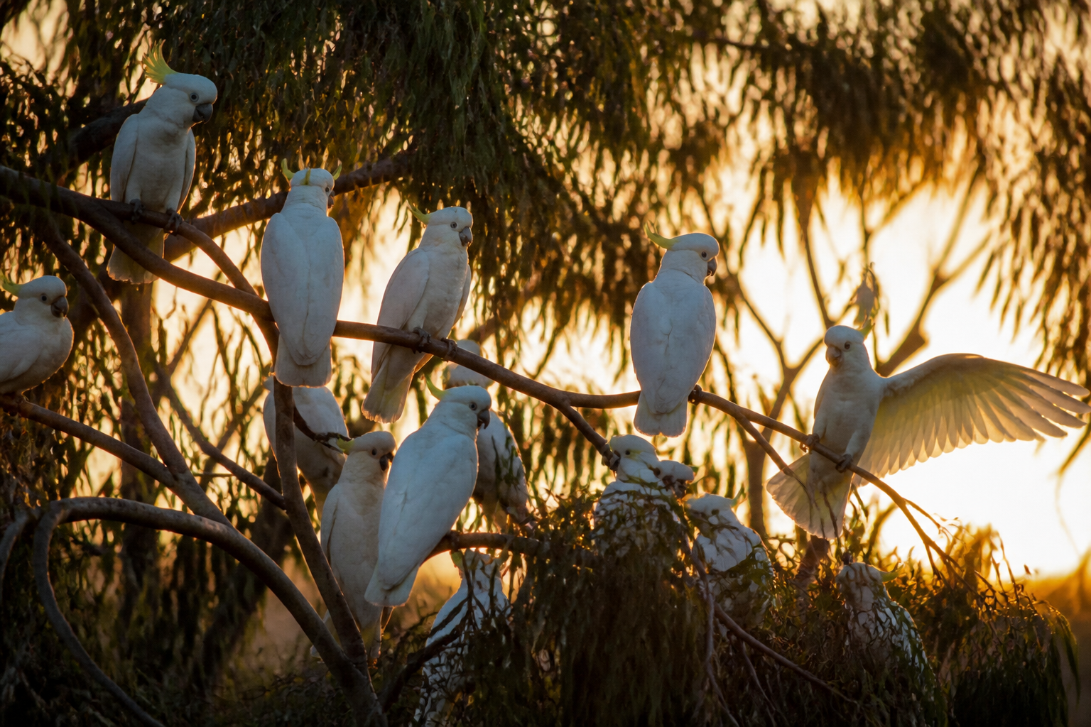Cacatúa Galerita (Sulfúrea) — imagen completa de la raza (Pájaros)