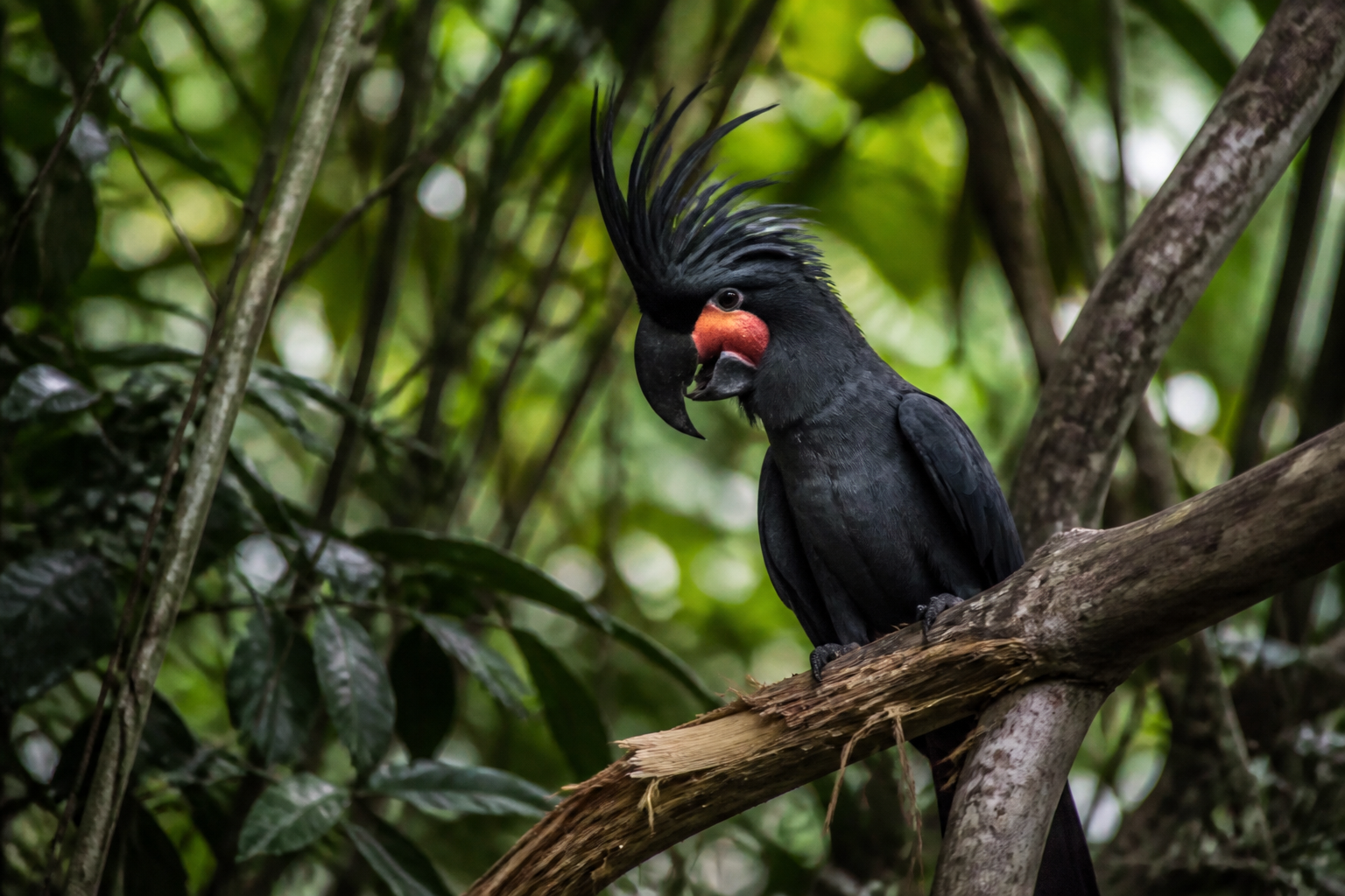 Cacatúa Negra Palmeada — imagen completa de la raza (Pájaros)