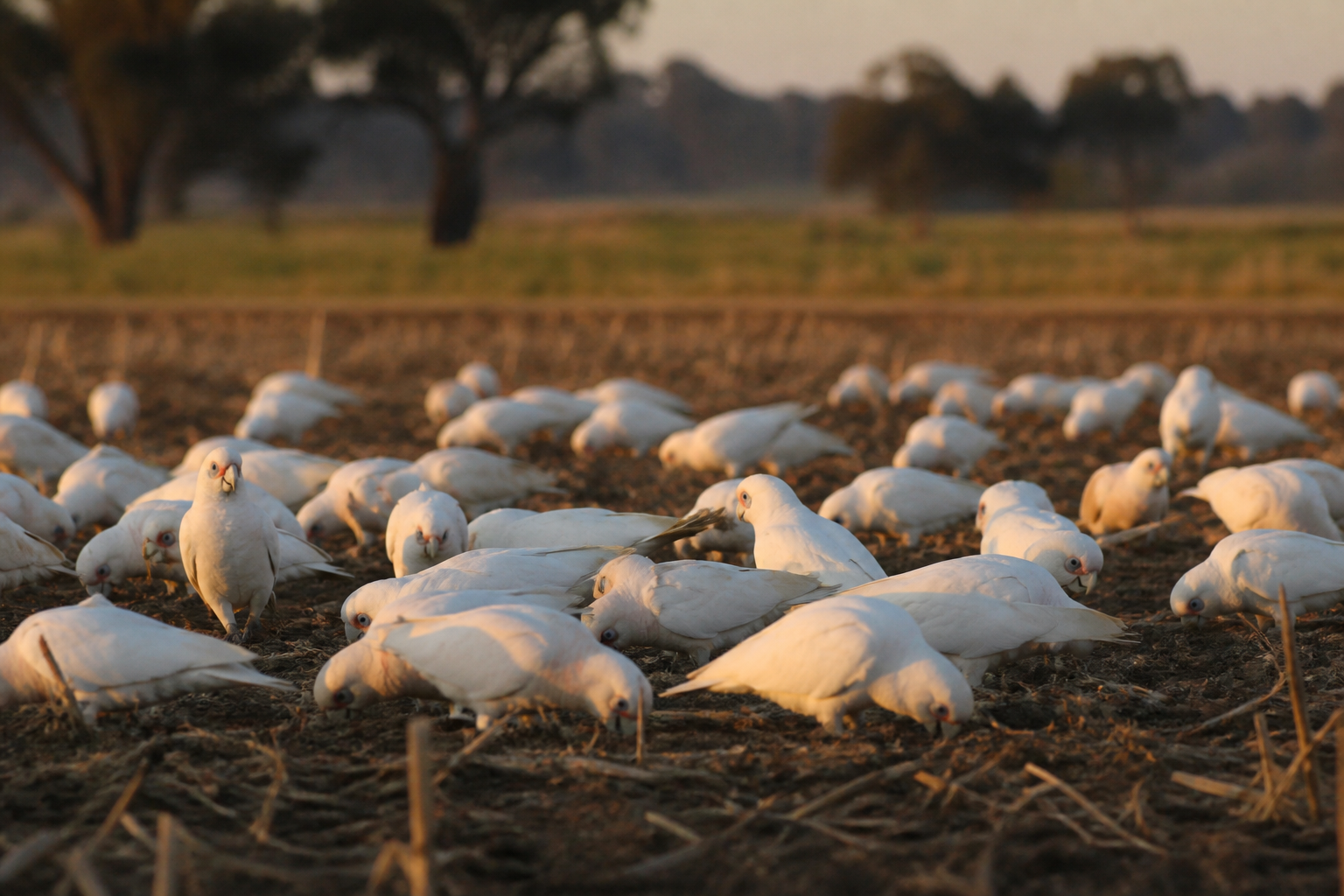 Cacatúa Ojos Desnudos — imagen completa de la raza (Pájaros)