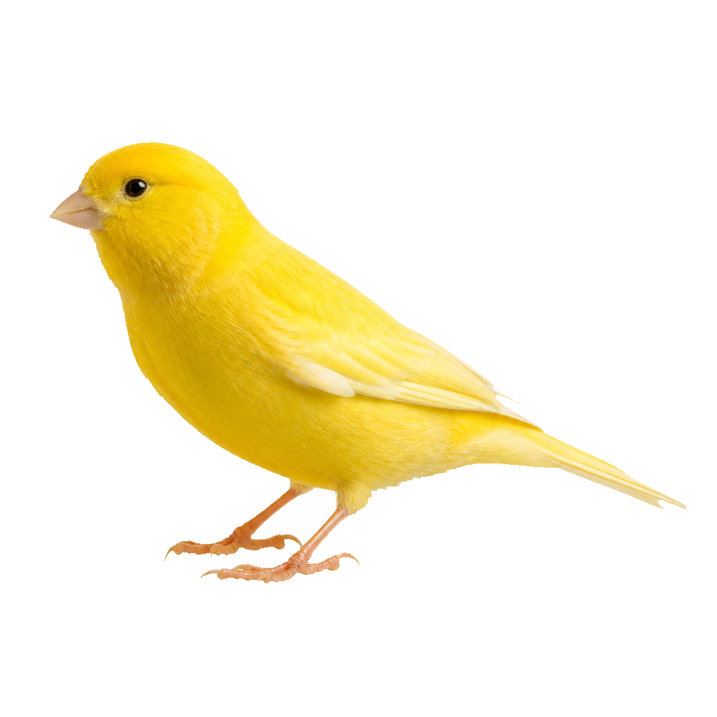 Canario Timbrado Español Canario Timbrado Español
