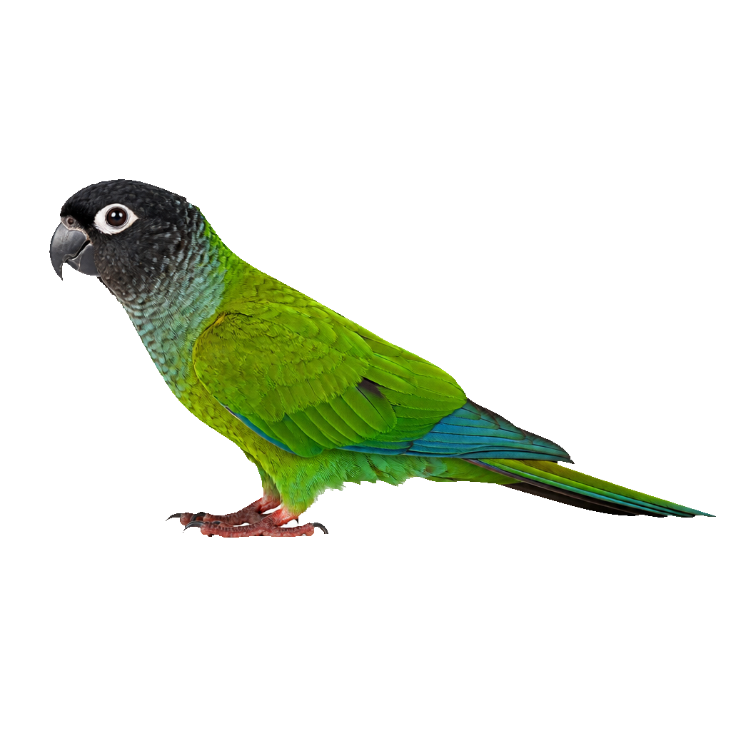 Conuro Nanday (Cotorra Cabecinegra) Conuro Nanday (Cotorra Cabecinegra)