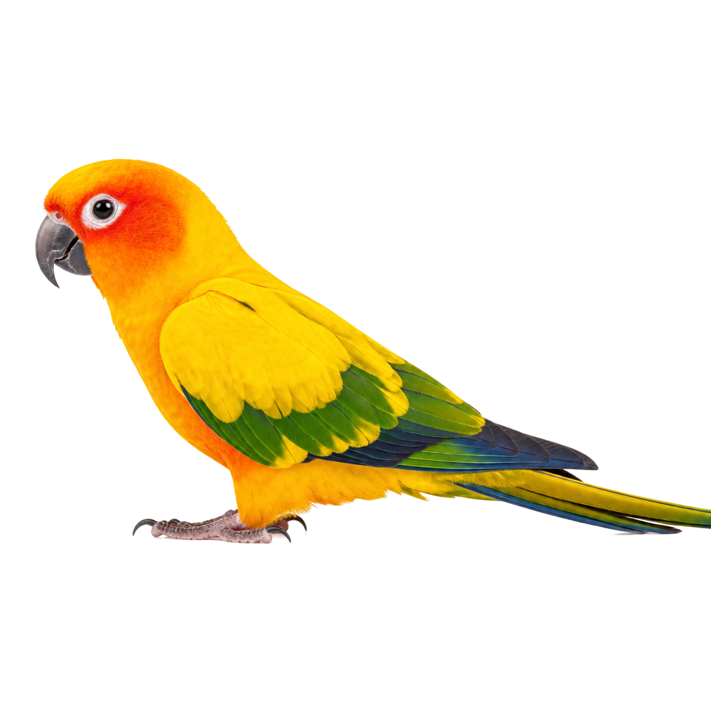 Conuro Sol (Sun Conure) de perfil, raza de ave — fotografía de estudio