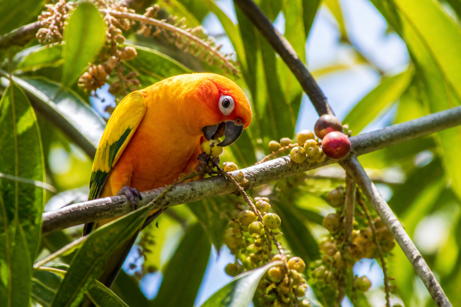 Conuro Sol (Sun Conure) — imagen completa de la raza (Pájaros)
