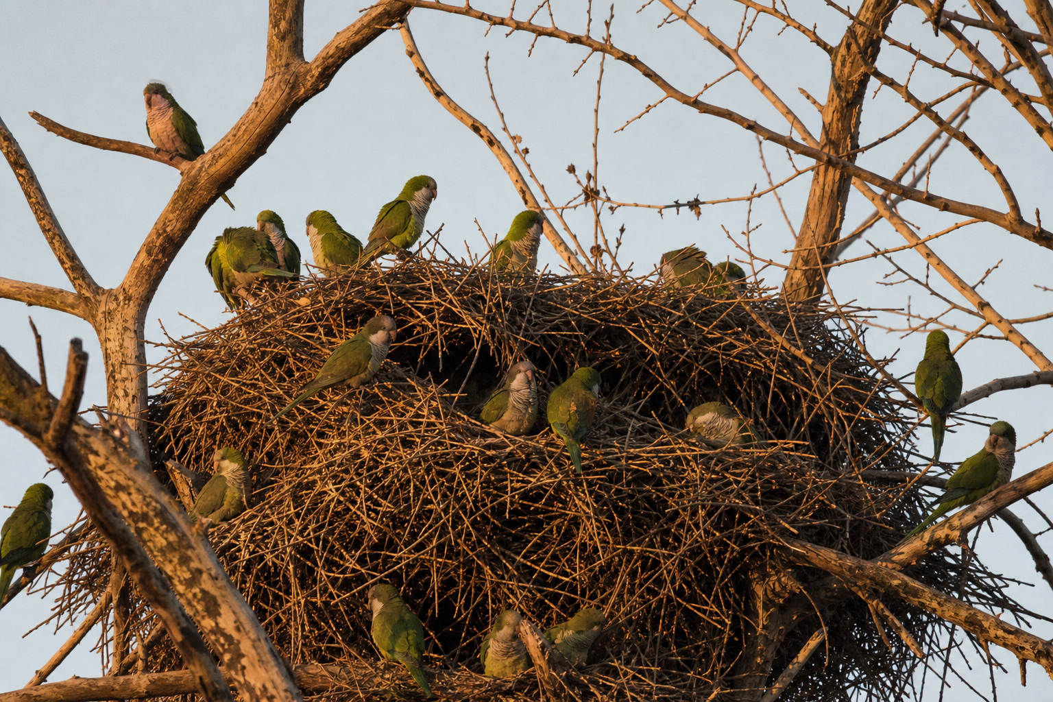 Cotorra Argentina (Monje) — imagen completa de la raza (Pájaros)