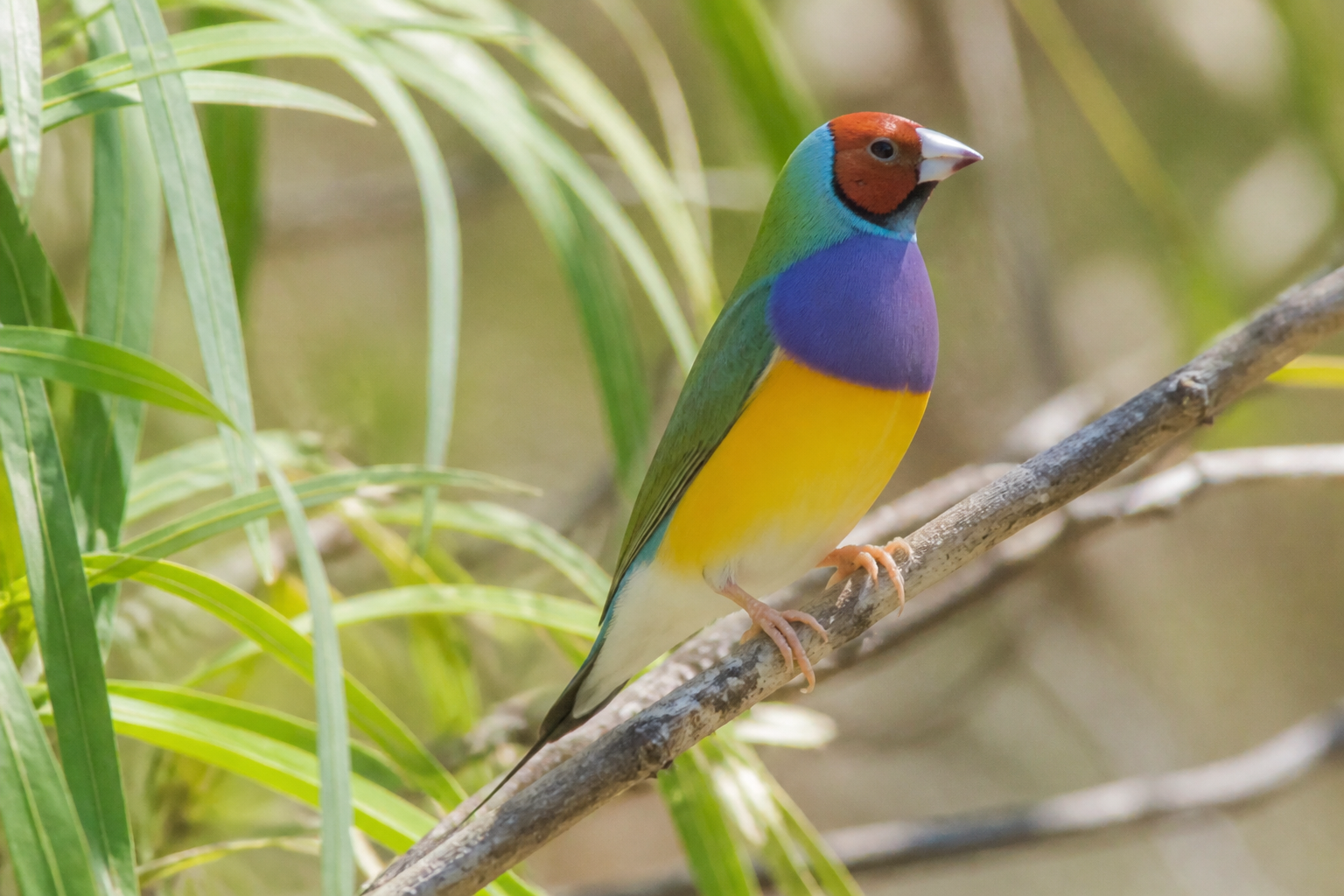 Diamante de Gould — imagen completa de la raza (Pájaros)