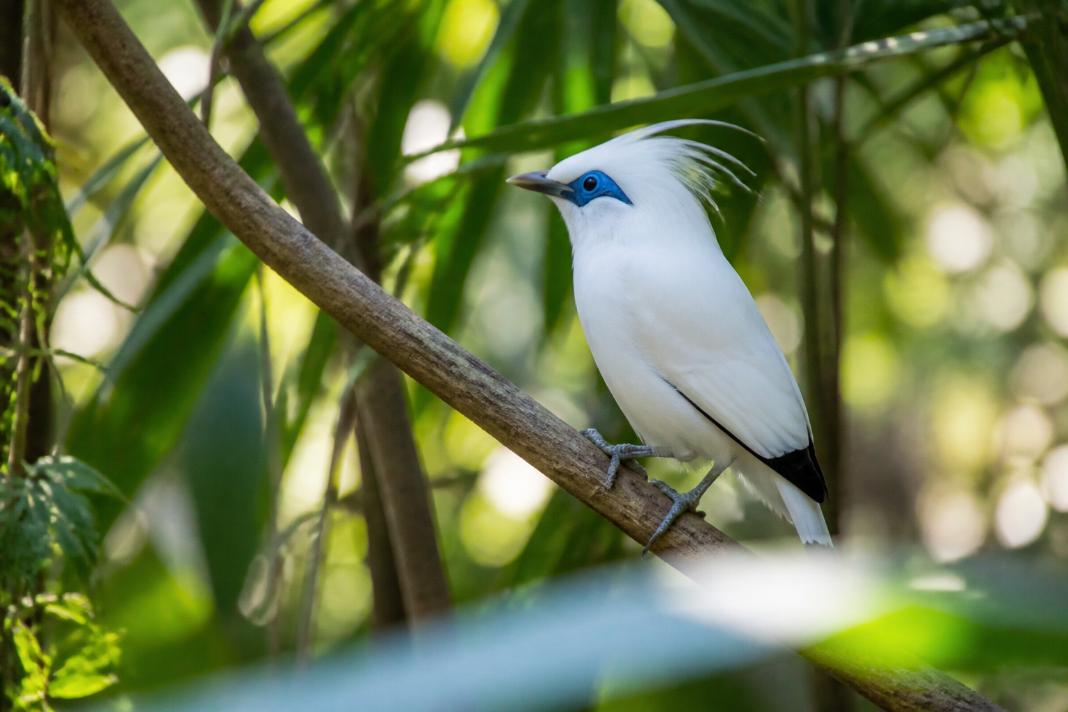 Estornino de Bali (Bali Myna) — imagen completa de la raza (Pájaros)