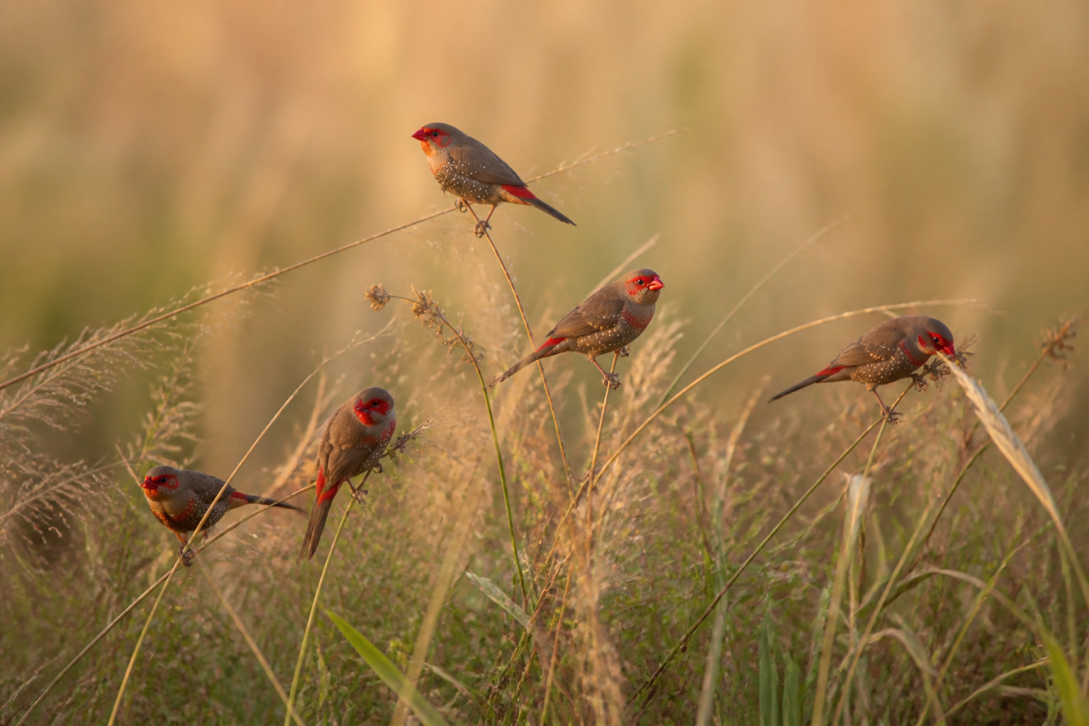 Estrilda Culirroja (Red-eared Waxbill) — imagen completa de la raza (Pájaros)
