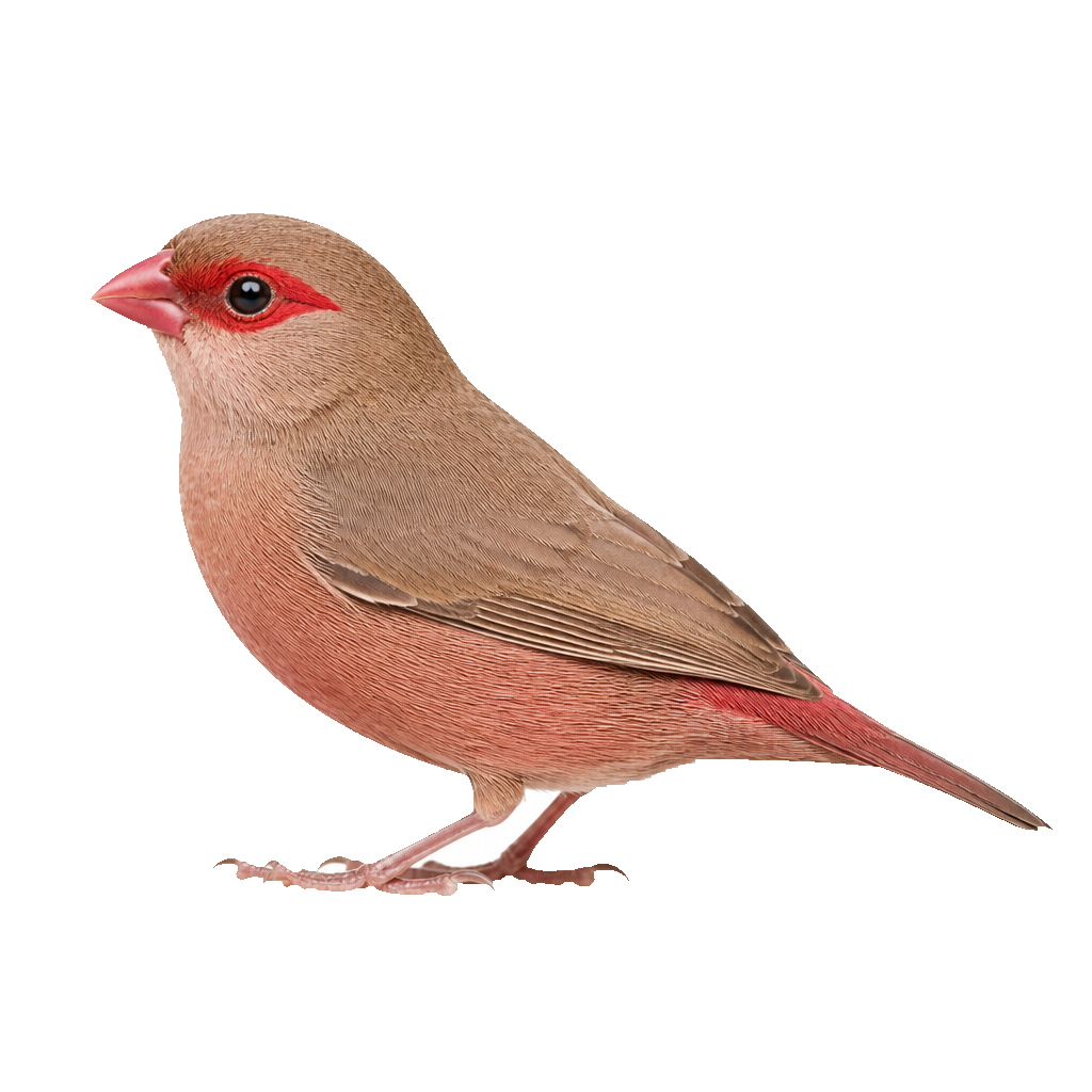 Estrilda Culirroja (Red-eared Waxbill)