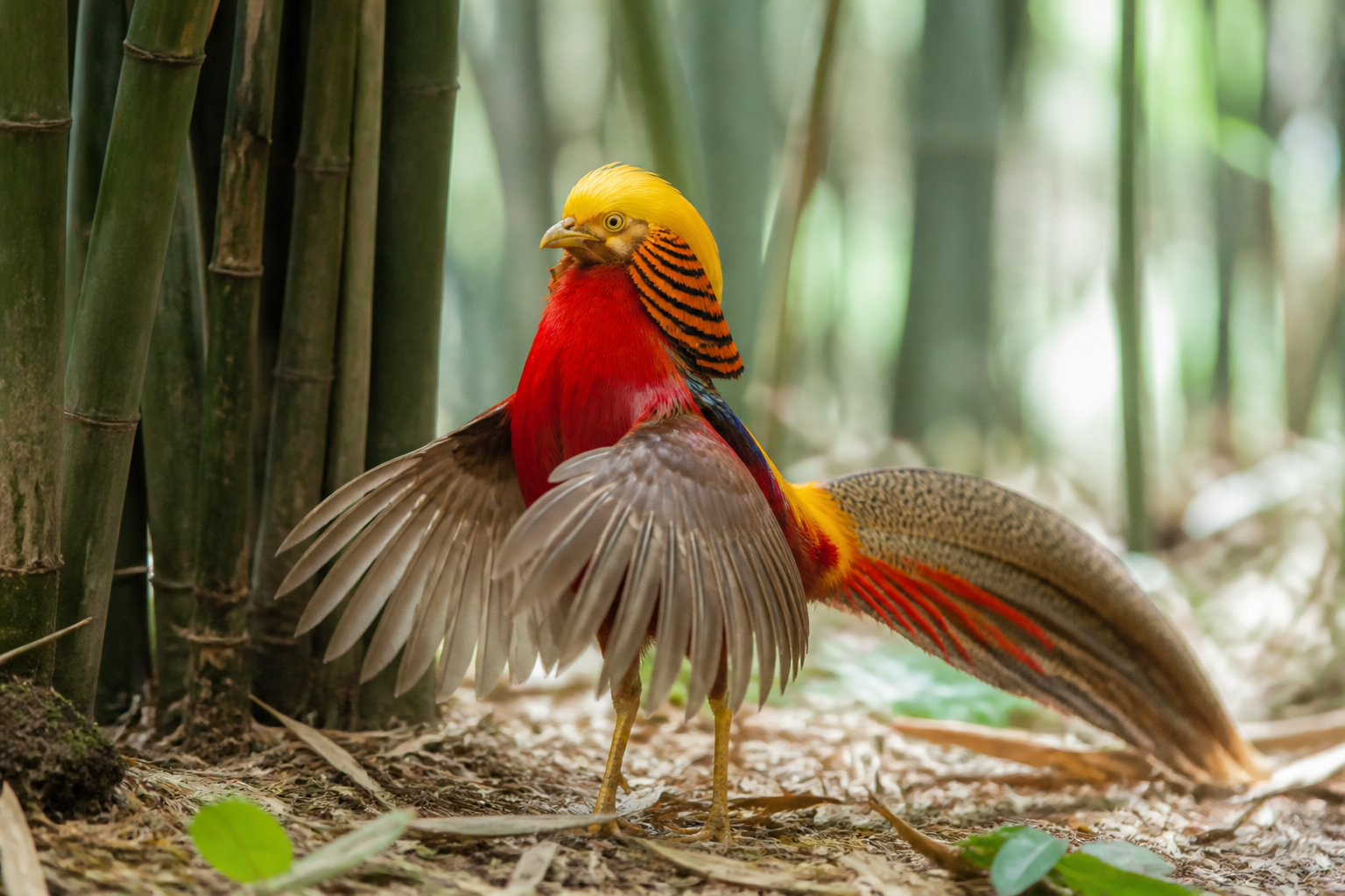 Faisán Dorado — imagen completa de la raza (Pájaros)