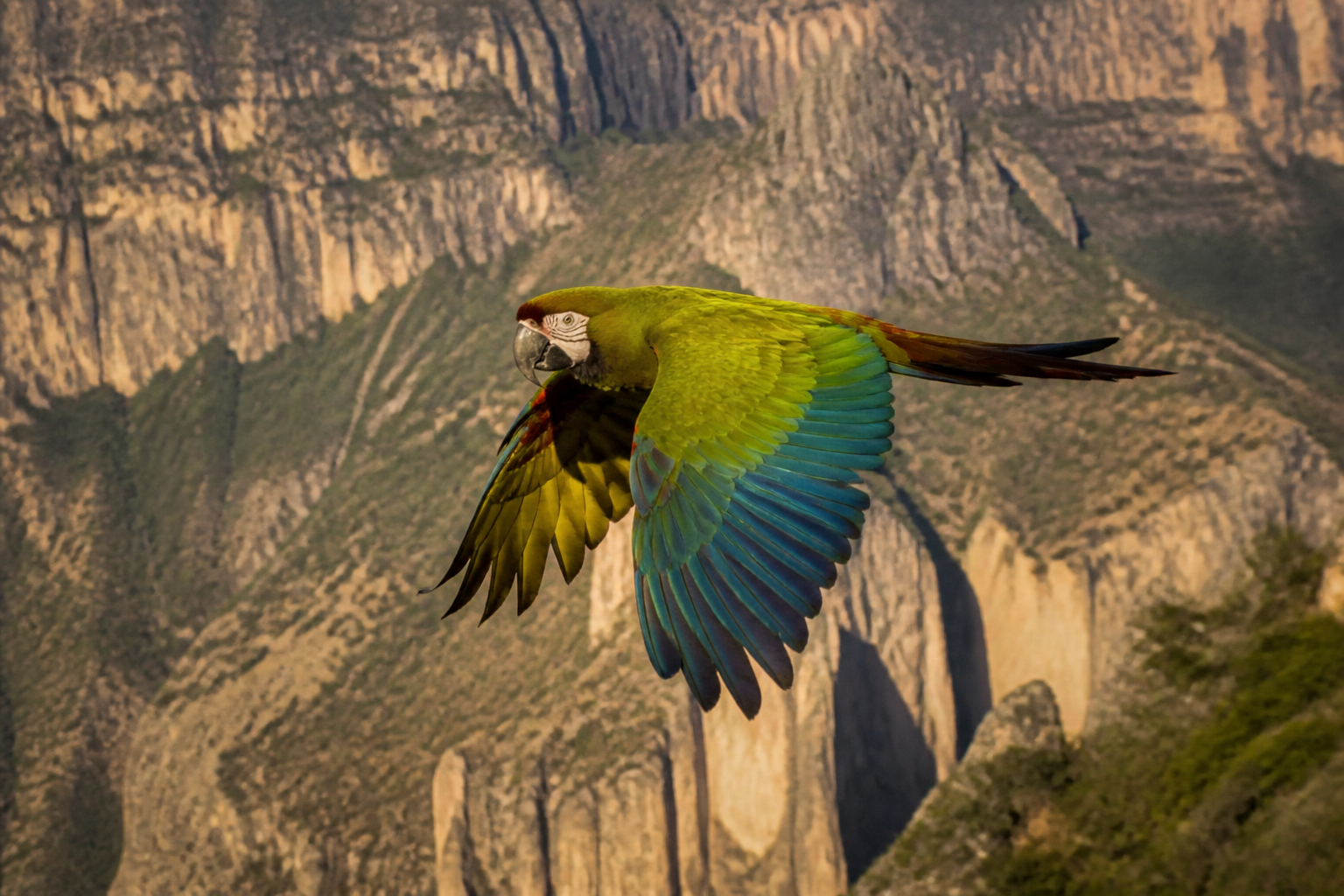 Guacamayo Militar — imagen completa de la raza (Pájaros)