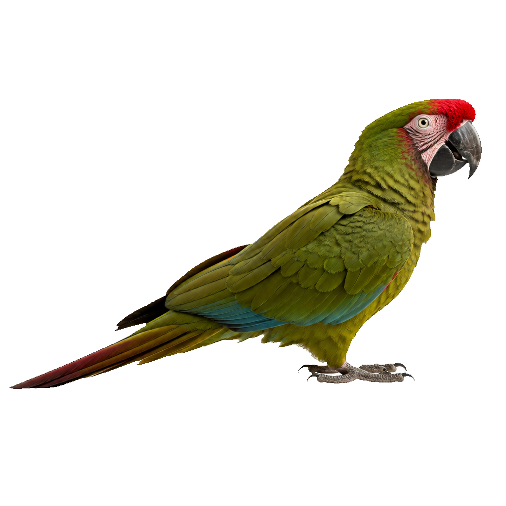 Guacamayo Militar Guacamayo Militar
