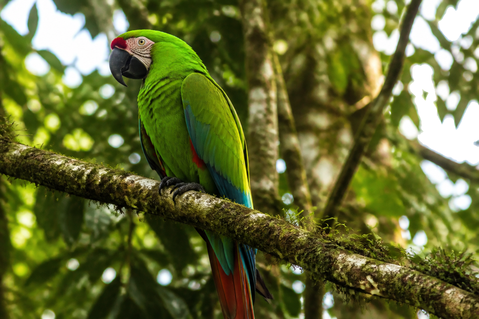 Guacamayo Verde Mayor — imagen completa de la raza (Pájaros)