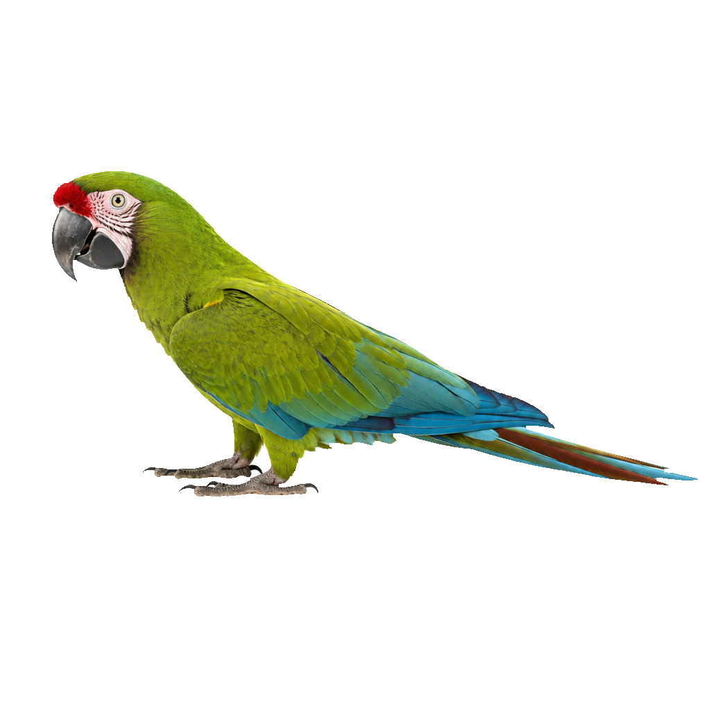 Guacamayo Verde Mayor