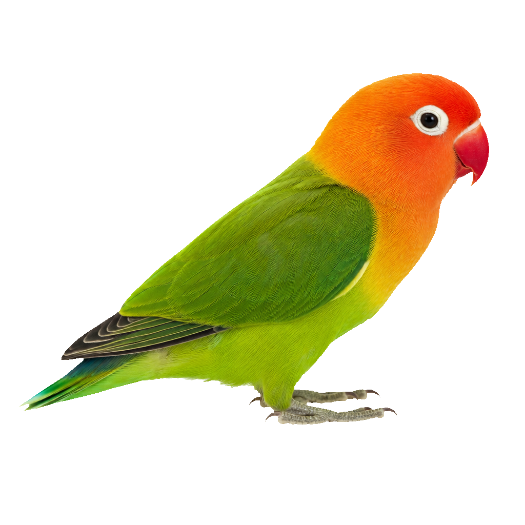 Inseparable de Nyasa (Agapornis lilianae)