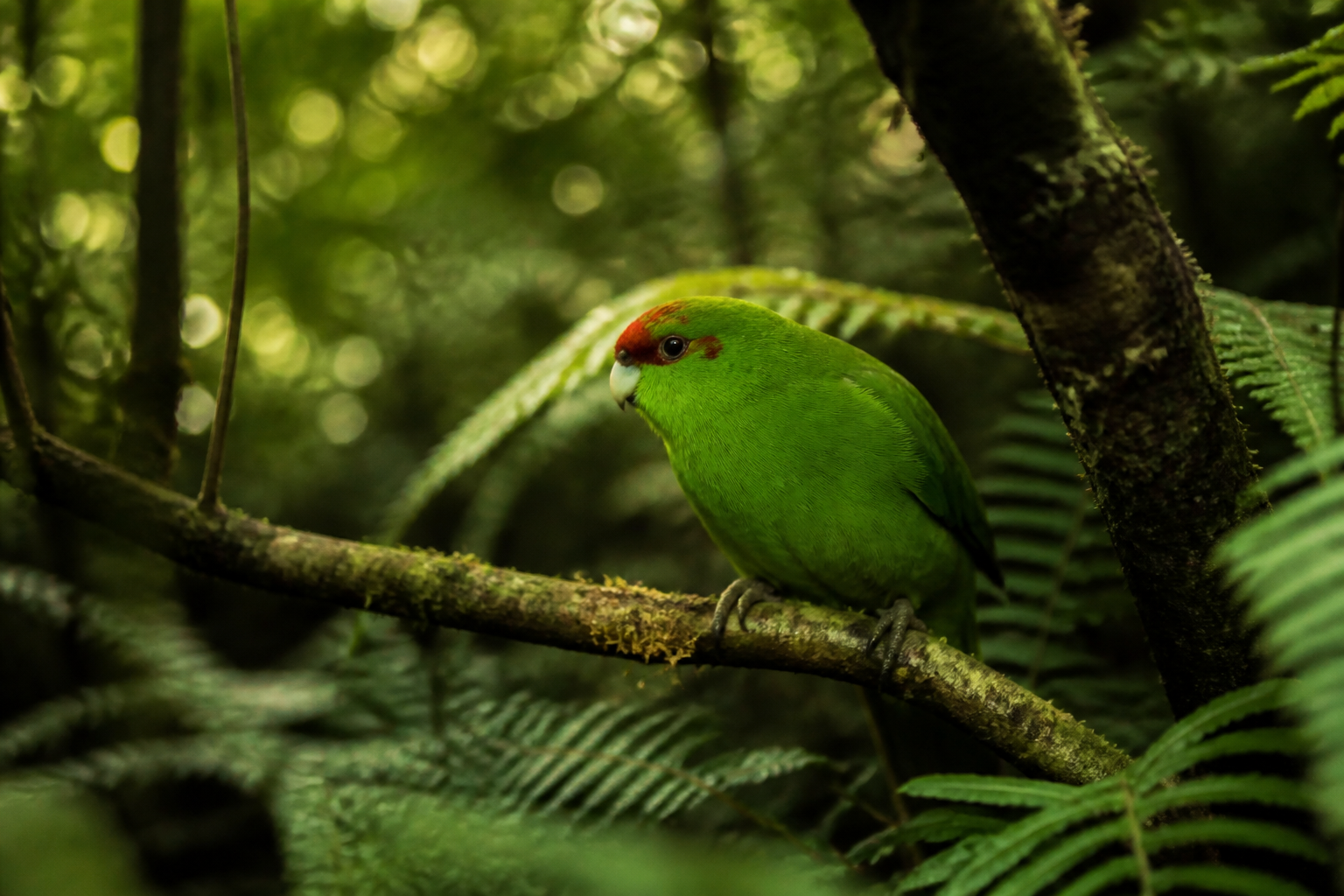 Kakariki (Periquito de Nueva Zelanda) — imagen completa de la raza (Pájaros)