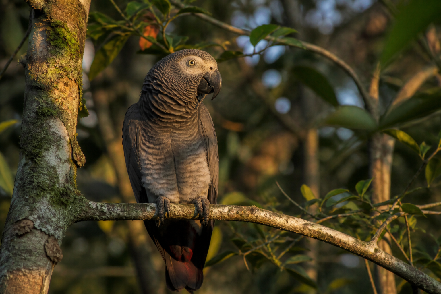 Loro de Timneh (Yaco de Timneh) — imagen completa de la raza (Pájaros)