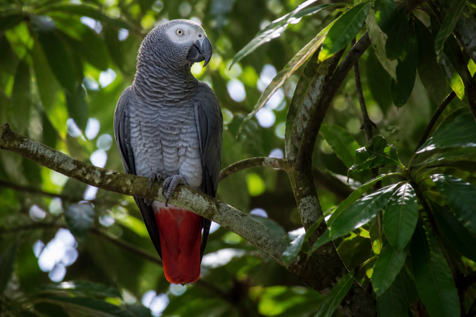 Loro Gris Africano (Yaco) — imagen completa de la raza (Pájaros)